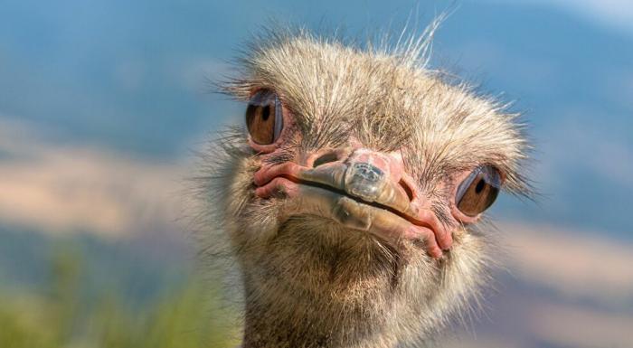 A Man Walked Into A Restaurant With A Full-Grown Ostrich Behind Him