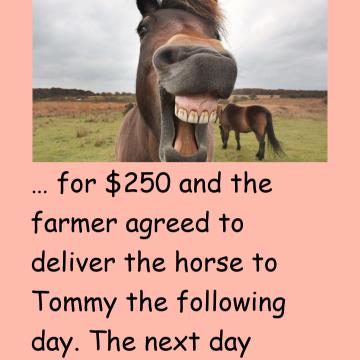 A Young Guy Called Tommy Bought A Horse From A Farmer