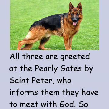 Joke Of The Day: A German Shepherd, Doberman And A Cat Go To Heaven