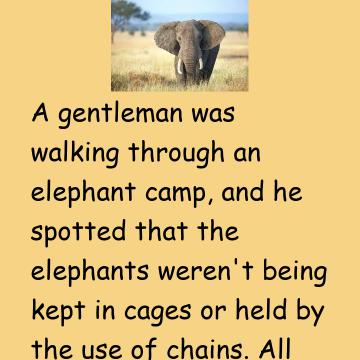 The Elephant Rope